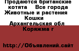 Продаются британские котята  - Все города Животные и растения » Кошки   . Архангельская обл.,Коряжма г.